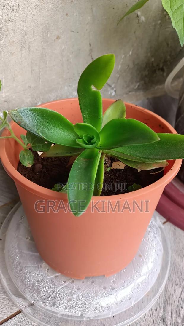 Flowers and Concrete Pots for Sell - thumbnail 8