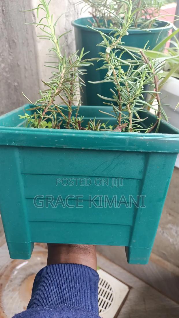 Flowers and Concrete Pots for Sell - thumbnail 9