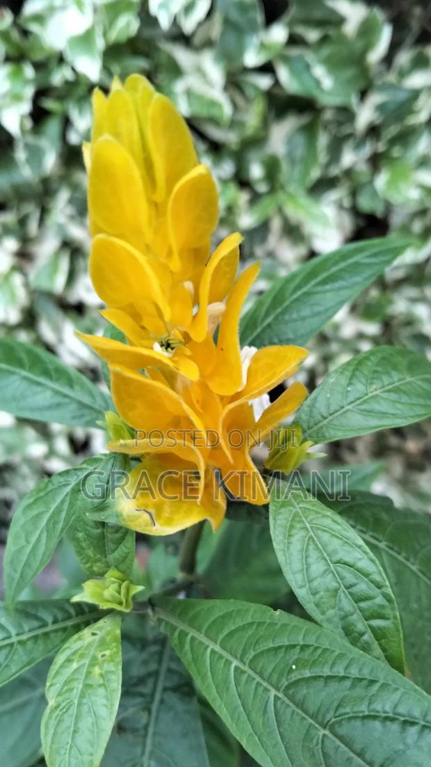 Flowers and Concrete Pots for Sell - thumbnail 10