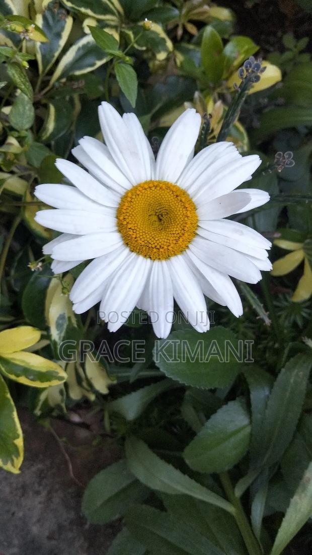 Flowers and Concrete Pots for Sell - thumbnail 11