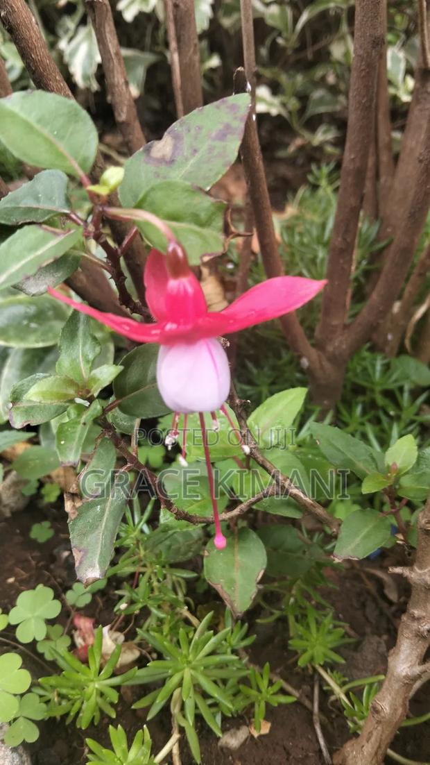 Flowers and Concrete Pots for Sell - thumbnail 12