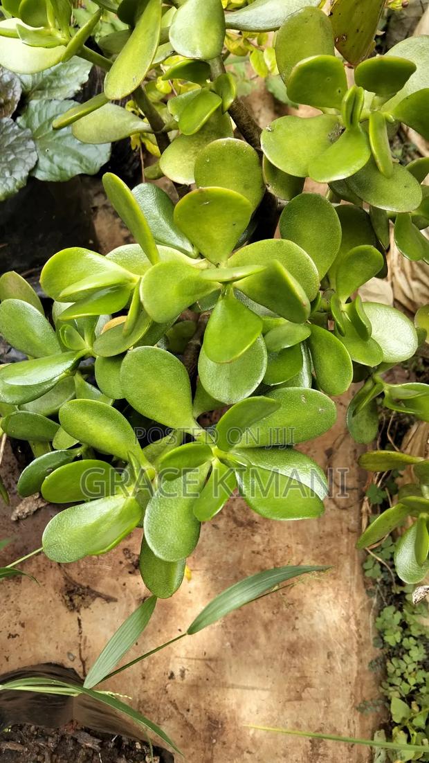 Flowers and Concrete Pots for Sell - thumbnail 13