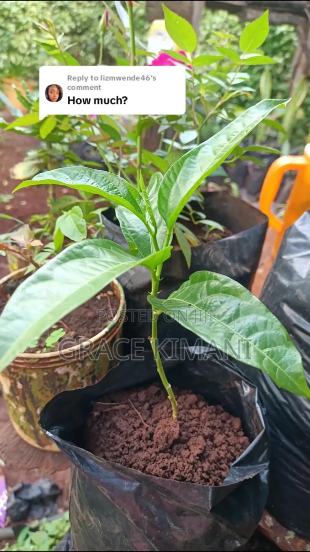 Flowers and Concrete Pots for Sell - thumbnail 14