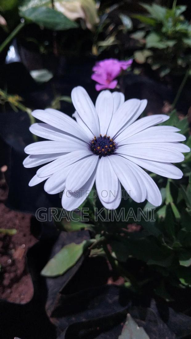 Flowers and Concrete Pots for Sell - thumbnail 15