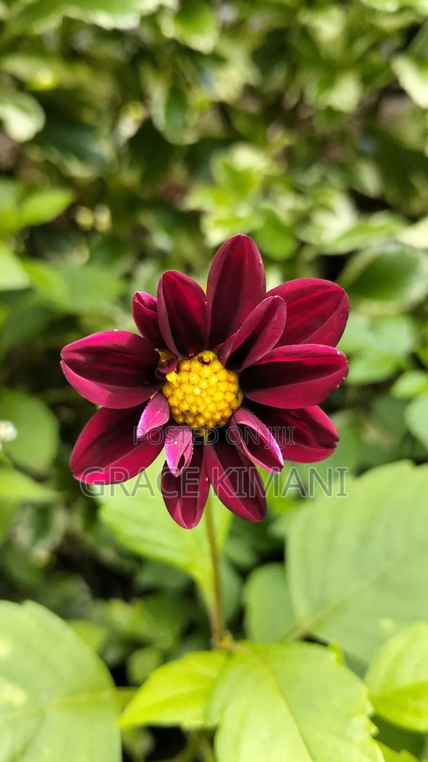 Flowers and Concrete Pots for Sell - thumbnail 16