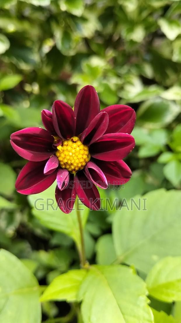 Flowers and Concrete Pots for Sell - thumbnail 17