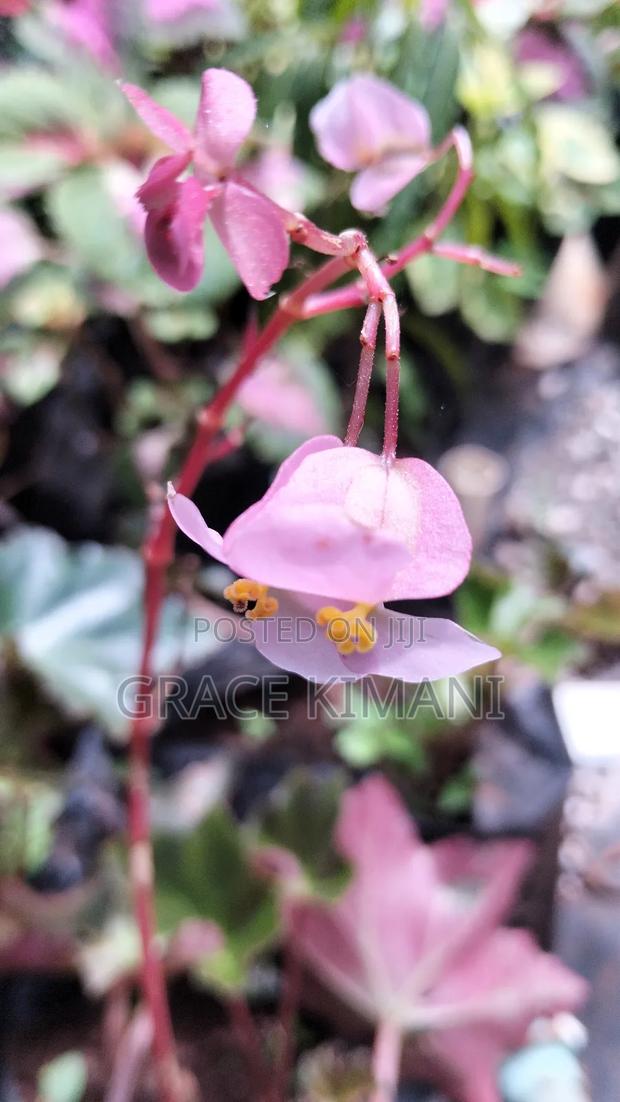 Flowers and Concrete Pots for Sell - thumbnail 18