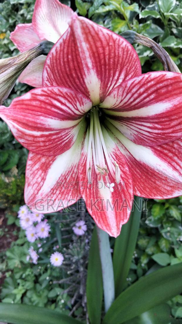 Flowers and Concrete Pots for Sell - thumbnail 19