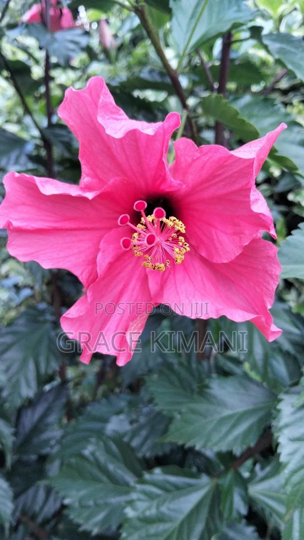 Flowers and Concrete Pots for Sell - thumbnail 20