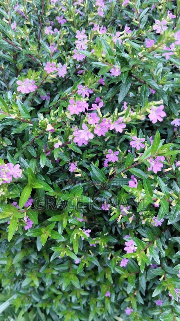 Flowers and Concrete Pots for Sell - thumbnail 21