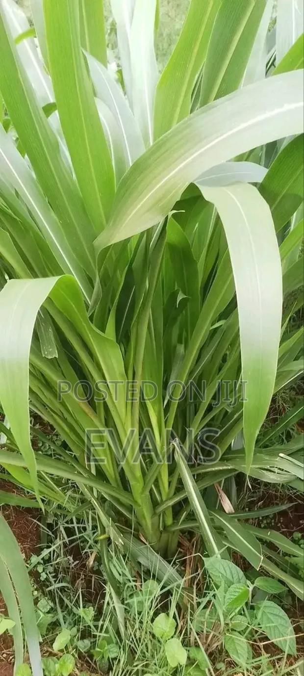 Quatemala Grass - main view