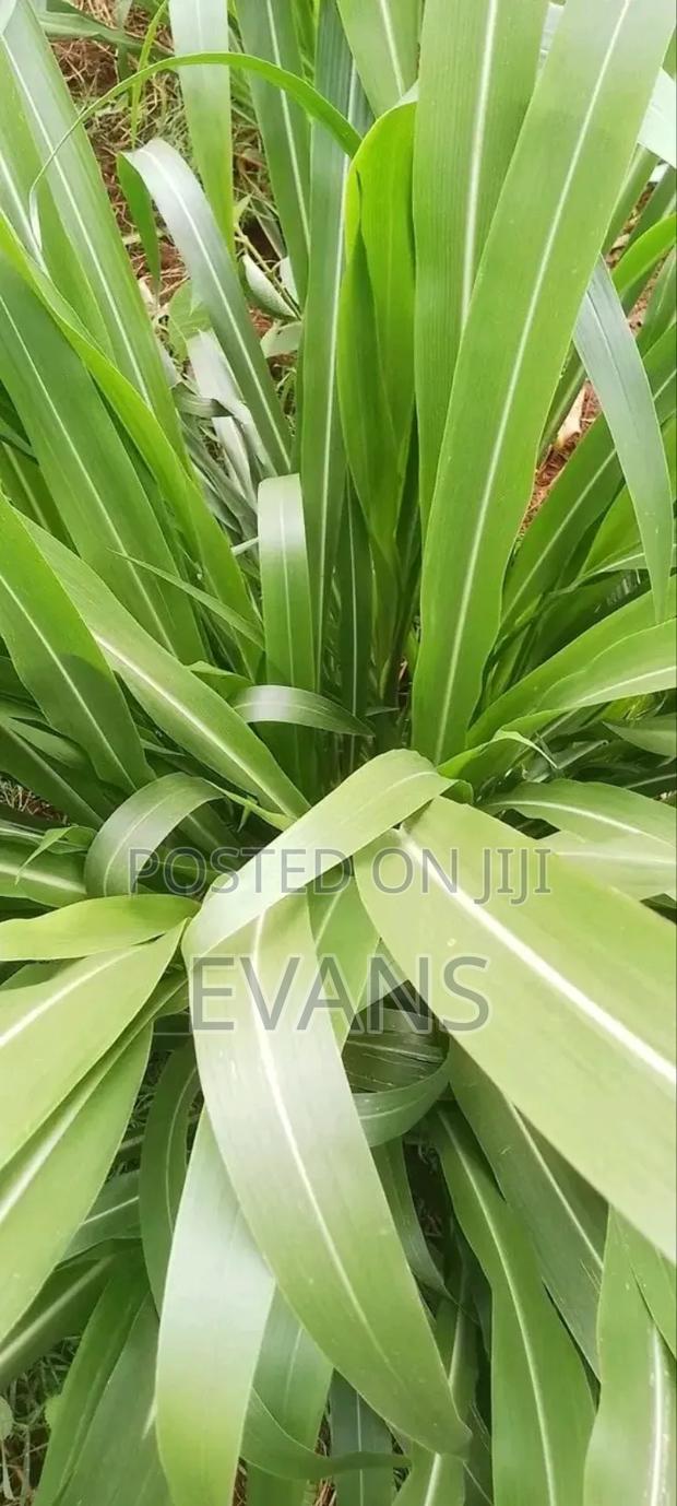 Quatemala Grass - thumbnail 3