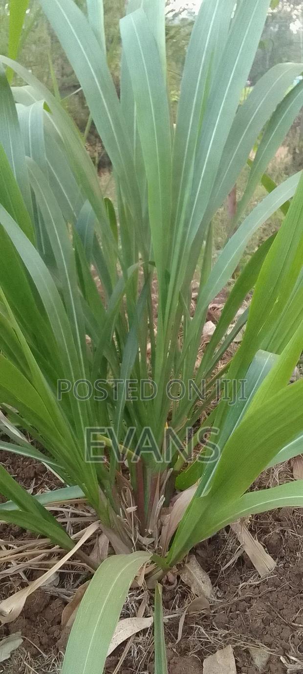 Quatemala Grass - thumbnail 4