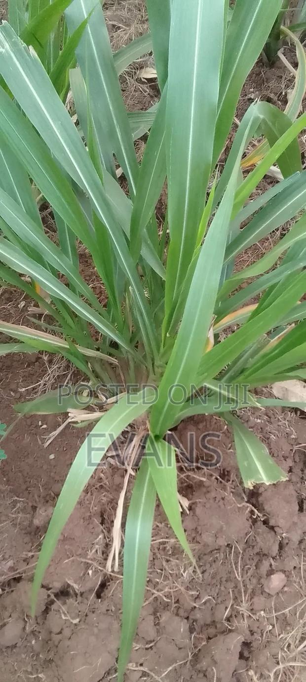 Quatemala Grass - thumbnail 5