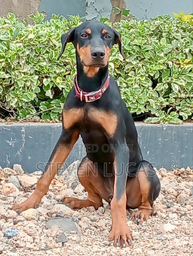 3-6 months Male Purebred Doberman Pinscher