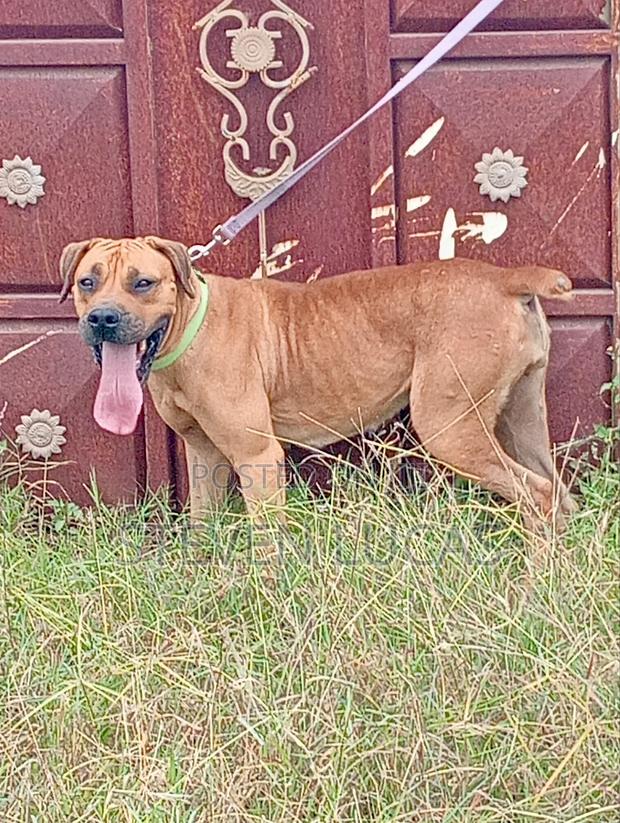 1+ year Female Purebred Boerboel