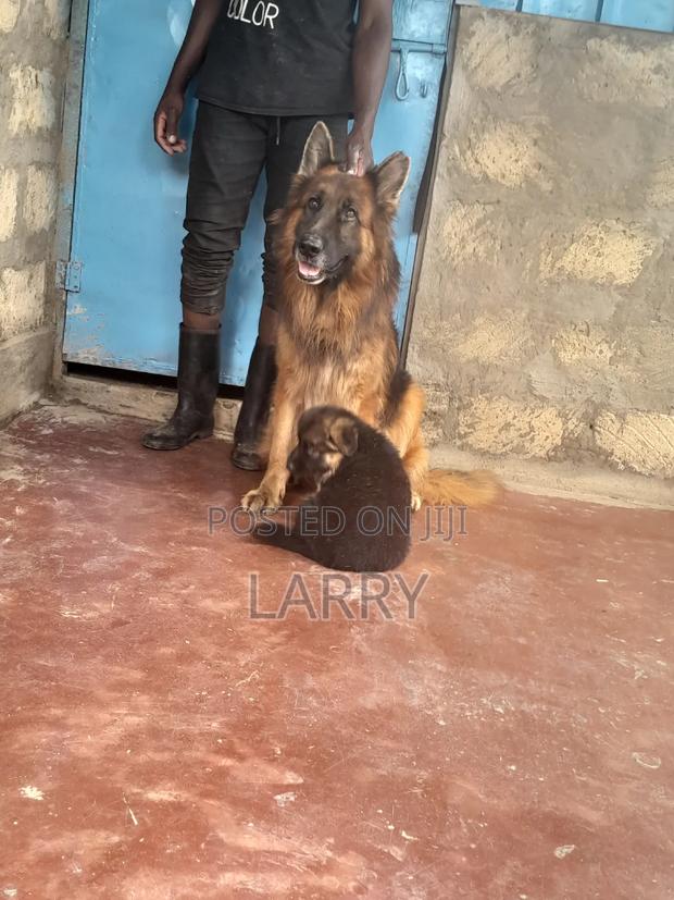 1-3 months Female Purebred German Shepherd - main view