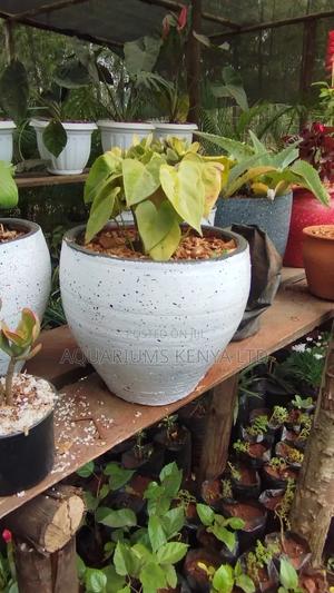 Style Your Space With Medium Planted Plants - thumbnail 2