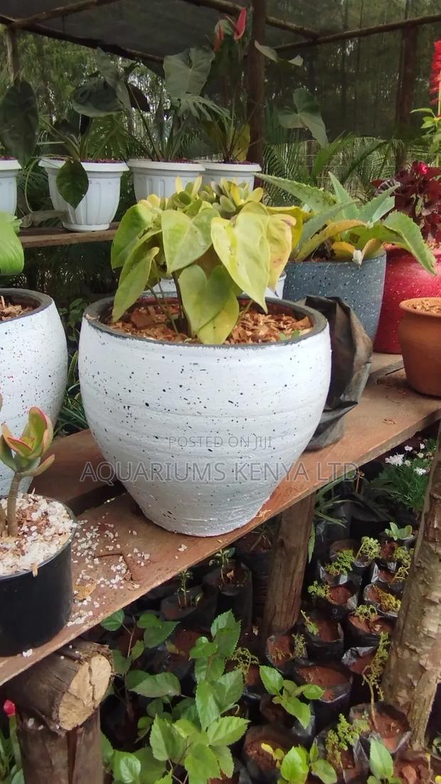 Style Your Space With Medium Planted Plants - main view