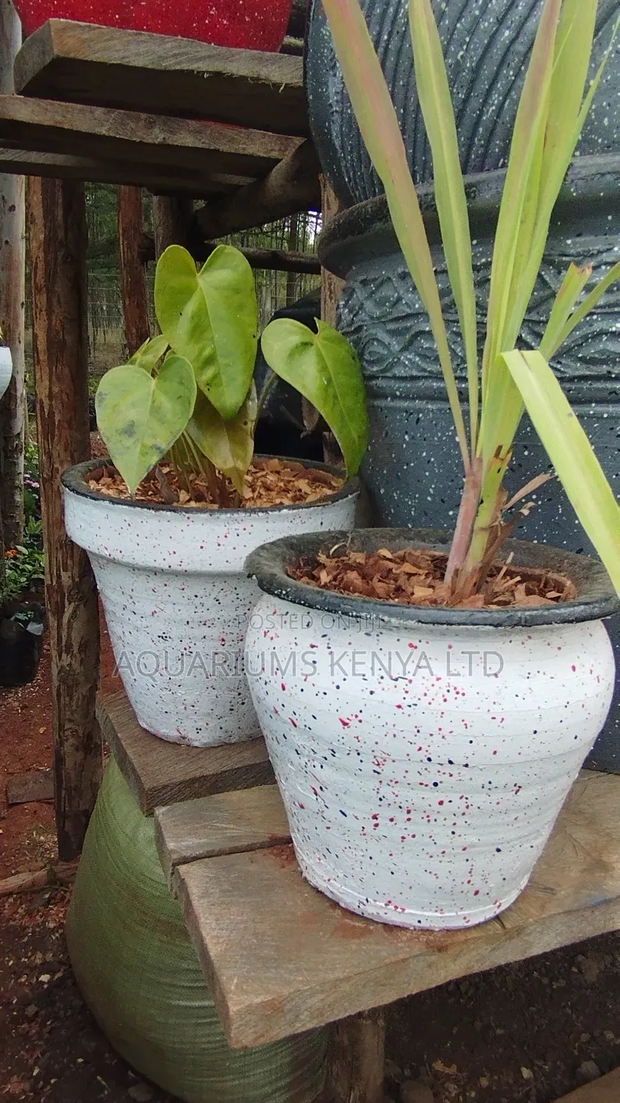 Style Your Space With Medium Planted Plants