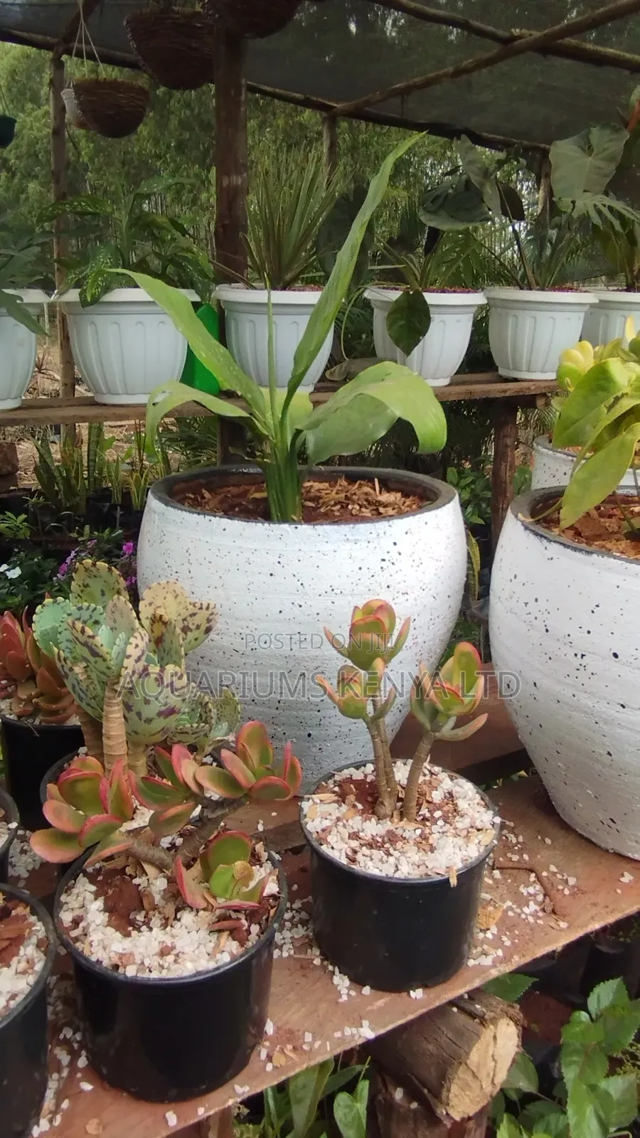 Style Your Space With Medium Planted Plants