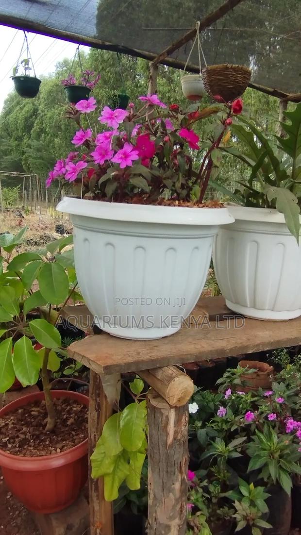Indoor Plants Planted in White Vases - main view