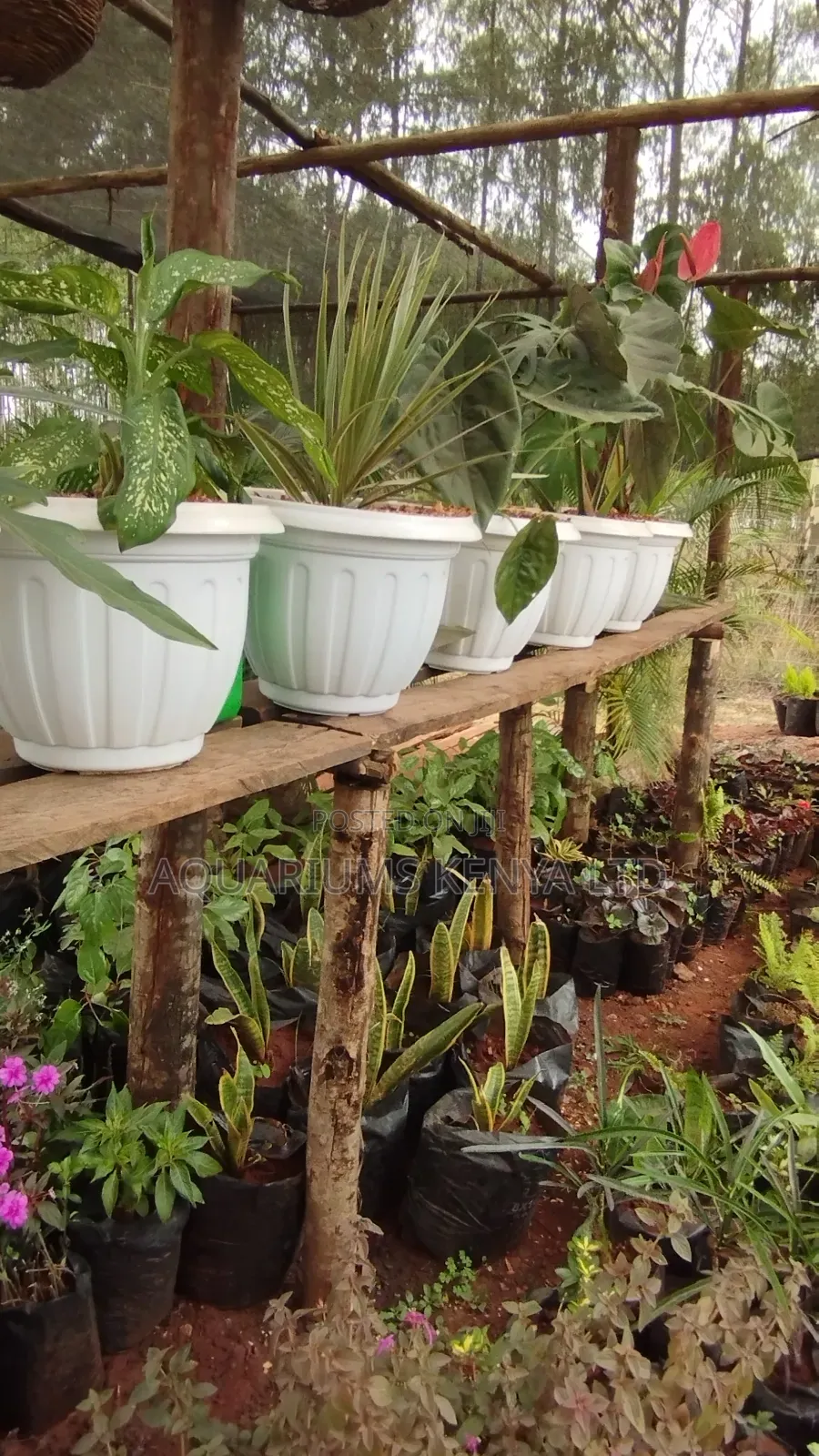Indoor Plants, Outdoor Peace