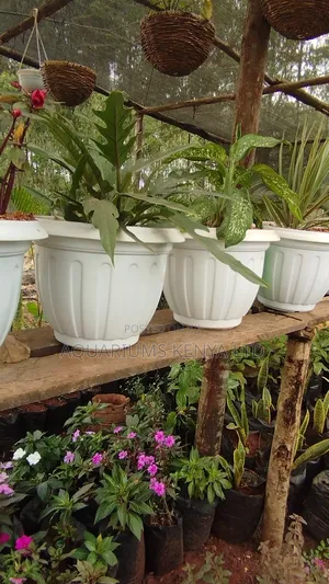 A Touch of Green for Every Room, Indoor Plants