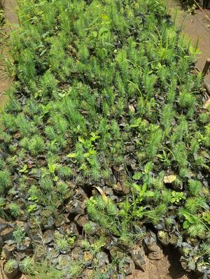 Plot on Sale at Kithimani - Yatta - thumbnail 2