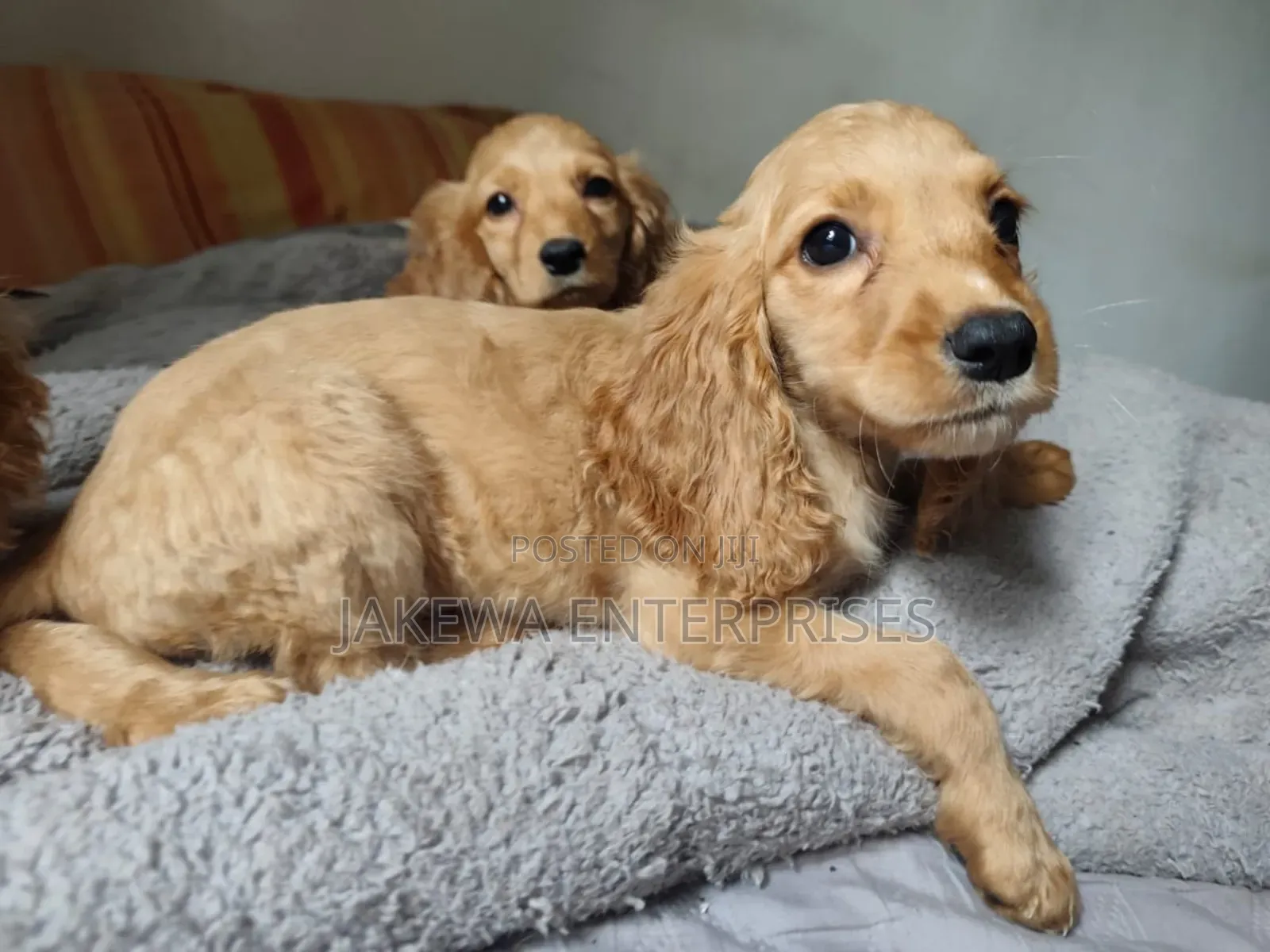 1-3 months Male Purebred Cocker Spaniel