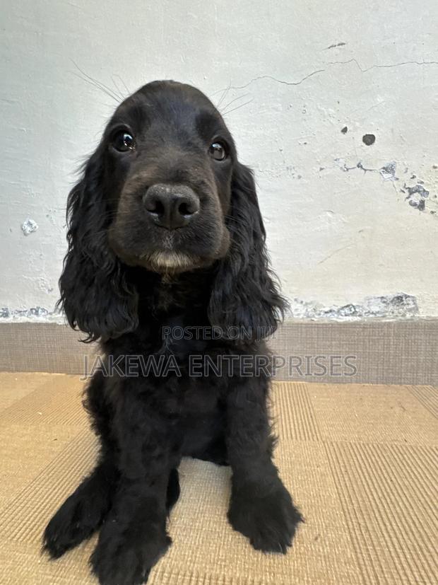 1-3 months Male Purebred Cocker Spaniel - main view