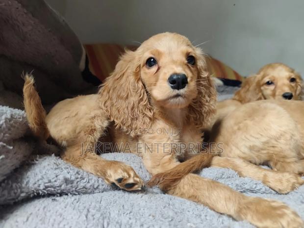 1-3 months Female Purebred Cocker Spaniel - main view