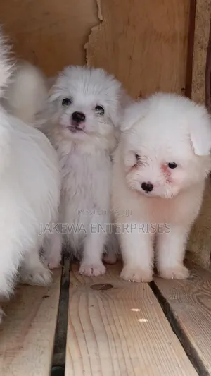 1-3 months Male Purebred Havanese