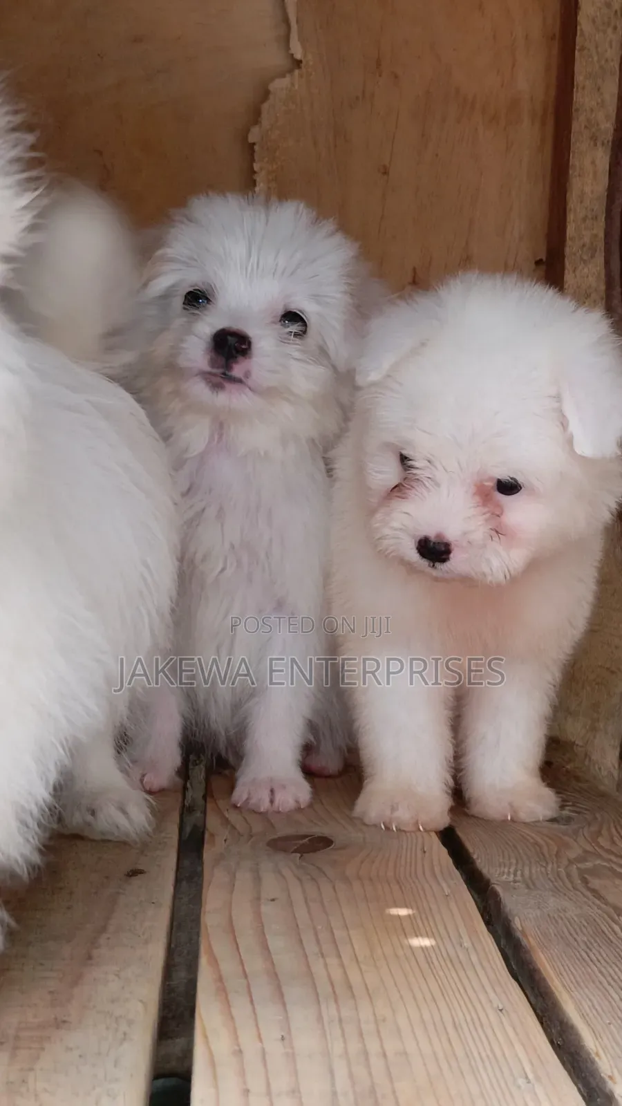1-3 months Male Purebred Havanese
