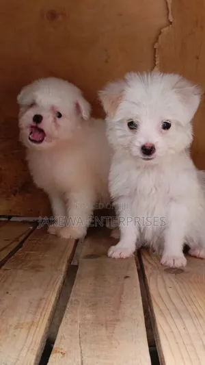 1-3 months Female Purebred Havanese
