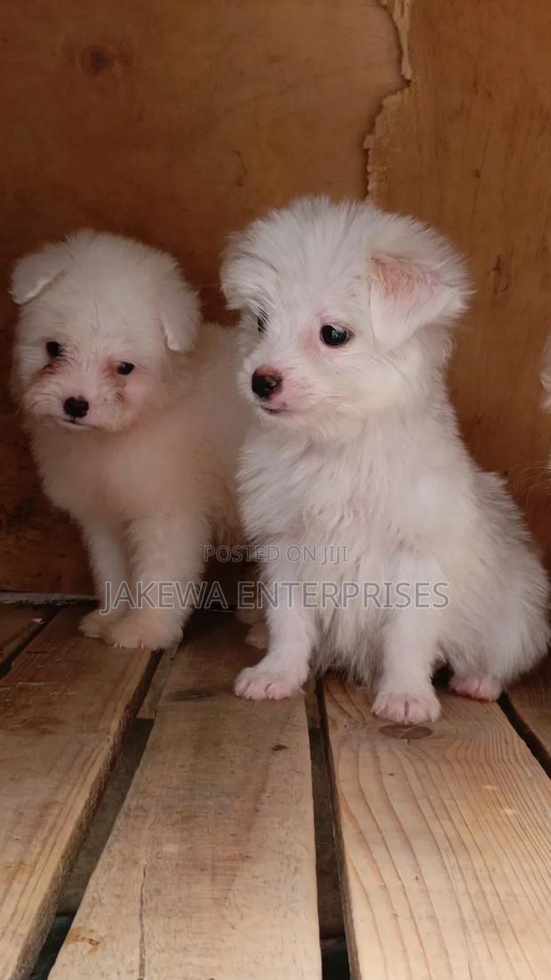1-3 months Male Purebred Havanese