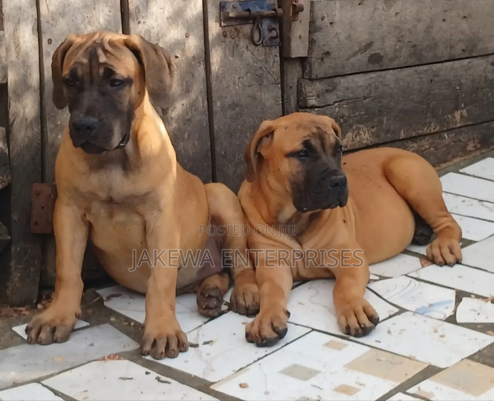 1-3 months Male Purebred Boerboel