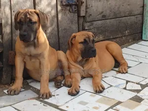 1-3 months Female Purebred Boerboel
