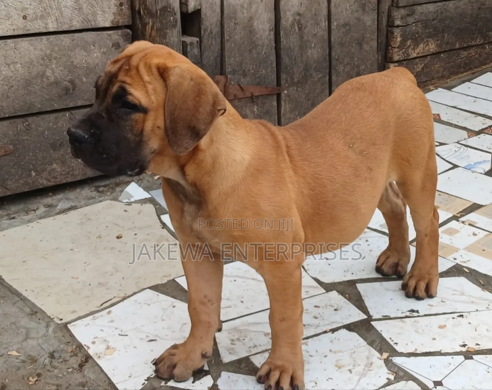 1-3 months Male Purebred Boerboel