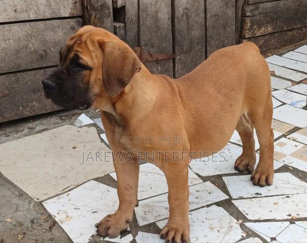 1-3 months Male Purebred Boerboel