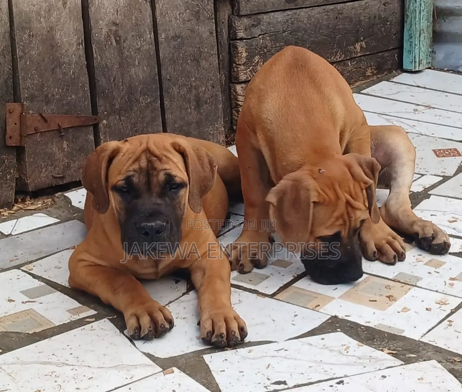 1-3 months Male Purebred Boerboel