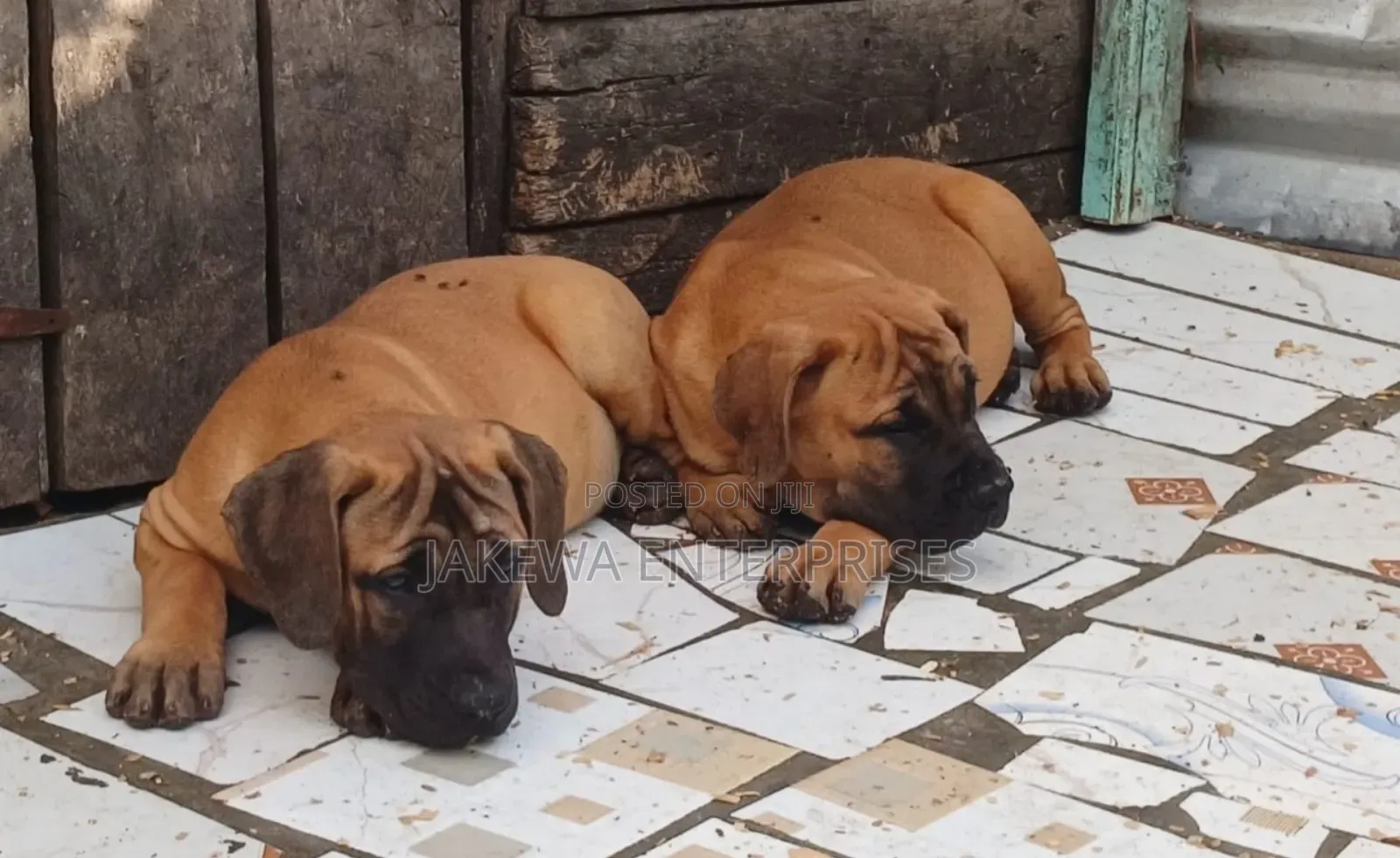 1-3 months Female Purebred Boerboel