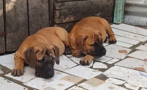 1-3 months Female Purebred Boerboel