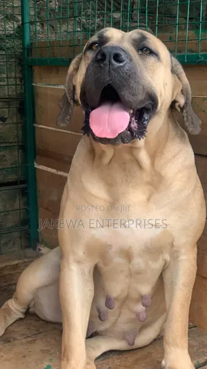 1+ year Female Purebred Boerboel