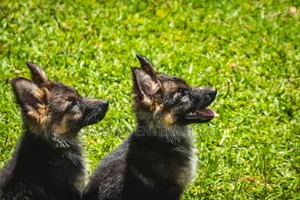 1-3 months Male Purebred German Shepherd