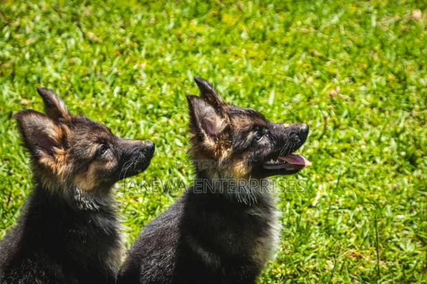 1-3 months Male Purebred German Shepherd