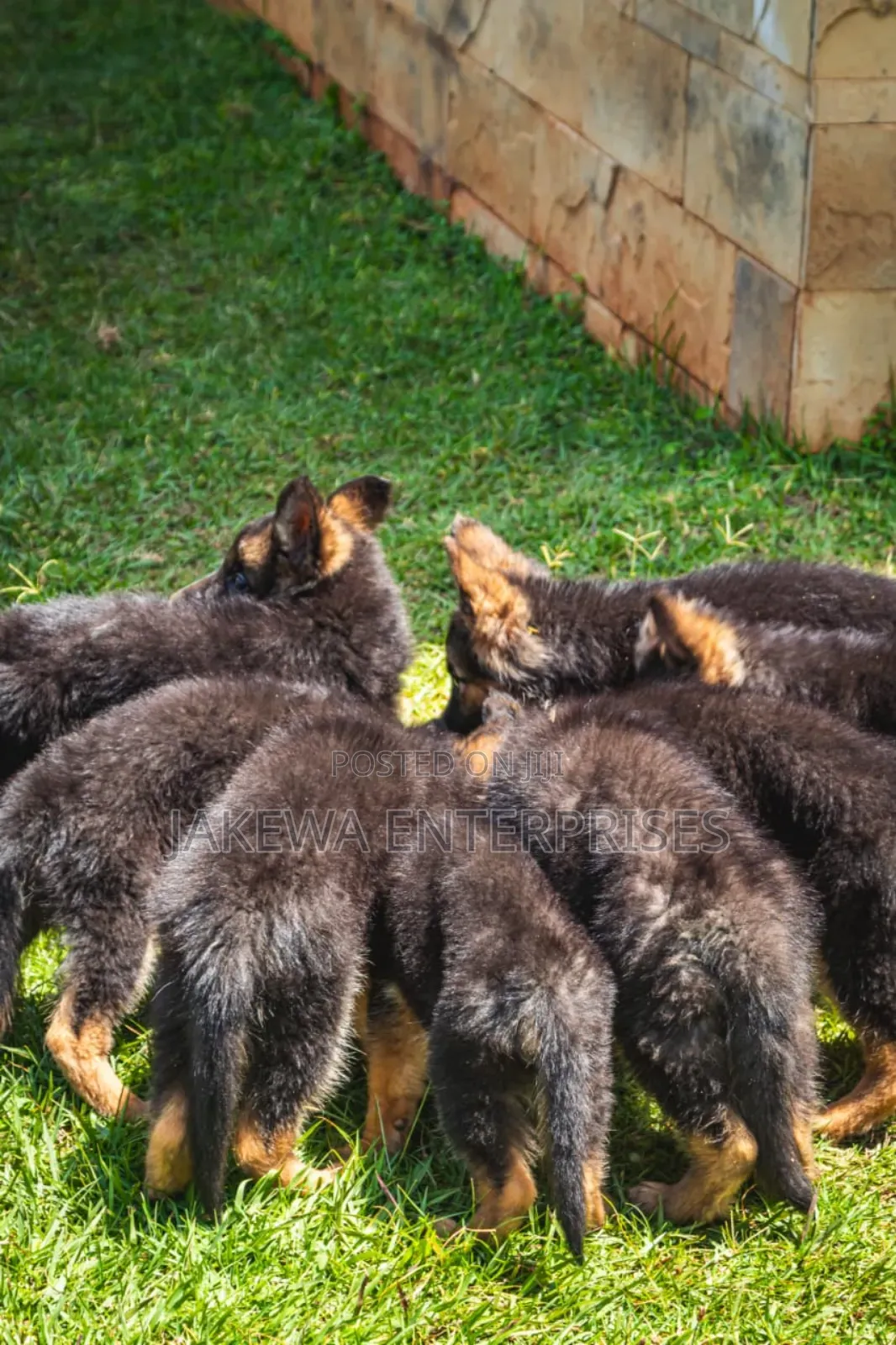 1-3 months Female Purebred German Shepherd
