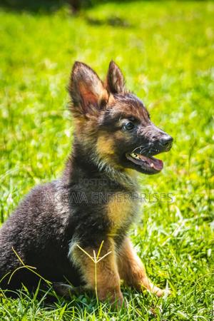 1-3 months Female Purebred German Shepherd - thumbnail 2