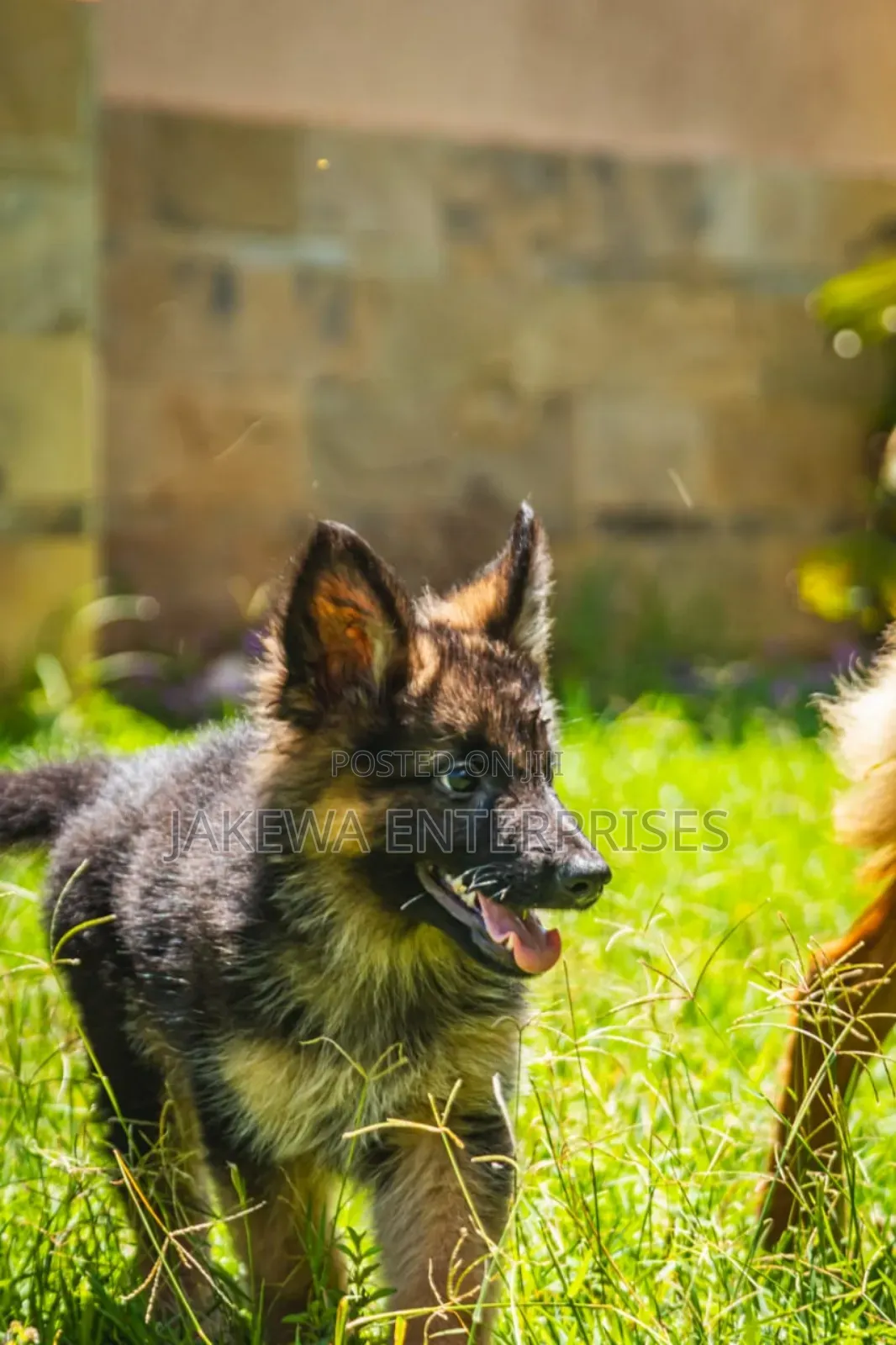 1-3 months Female Purebred German Shepherd