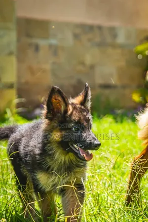1-3 months Female Purebred German Shepherd